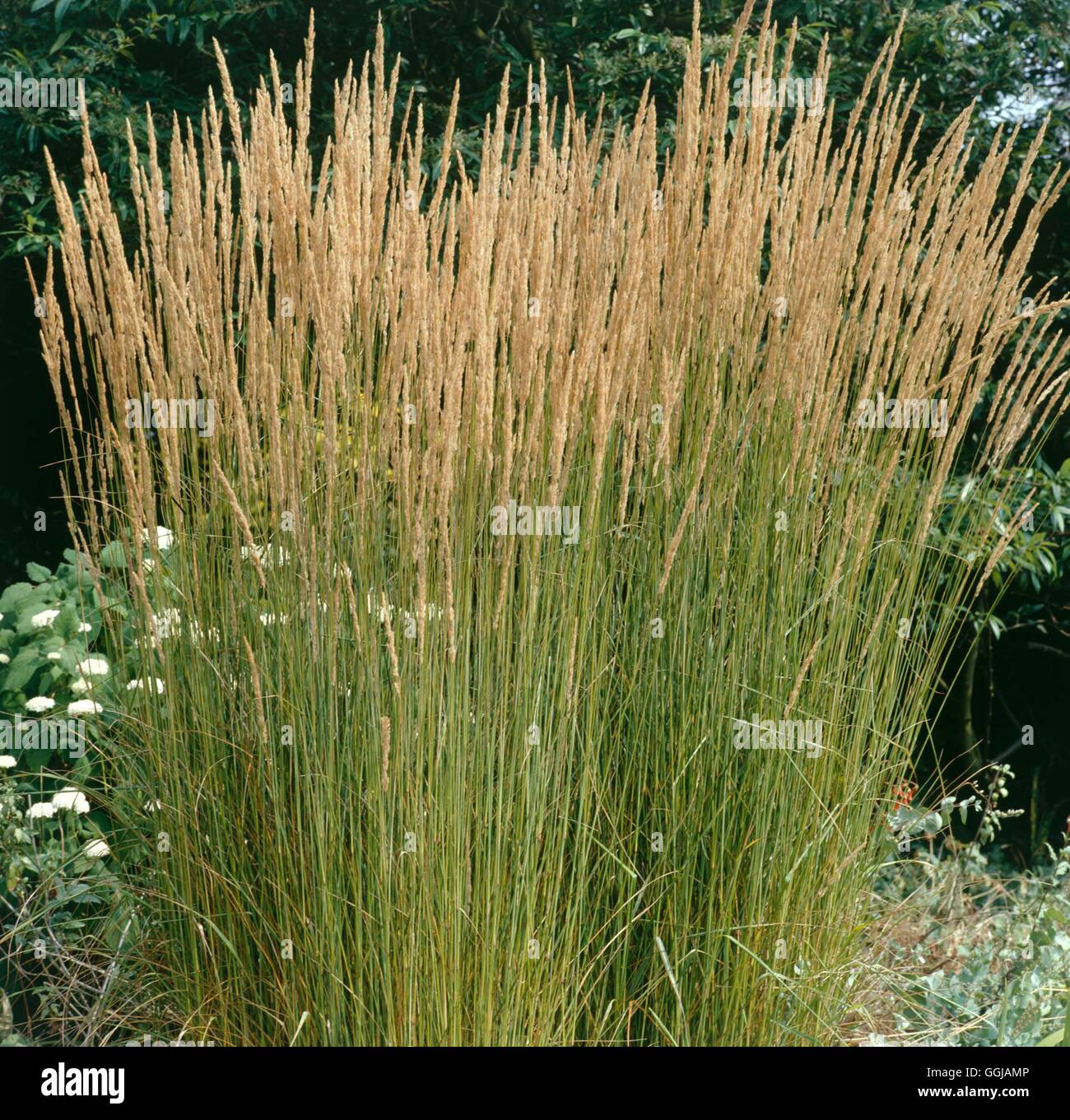 Calamagrostis x acutiflora - `Karl Foerster'   GRA062699 Stock Photo